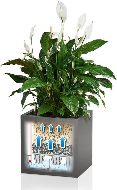 Actual product image Lechuza CANTO Premium 40 low anthracite metallic (40 x 40 x 40 cm)
