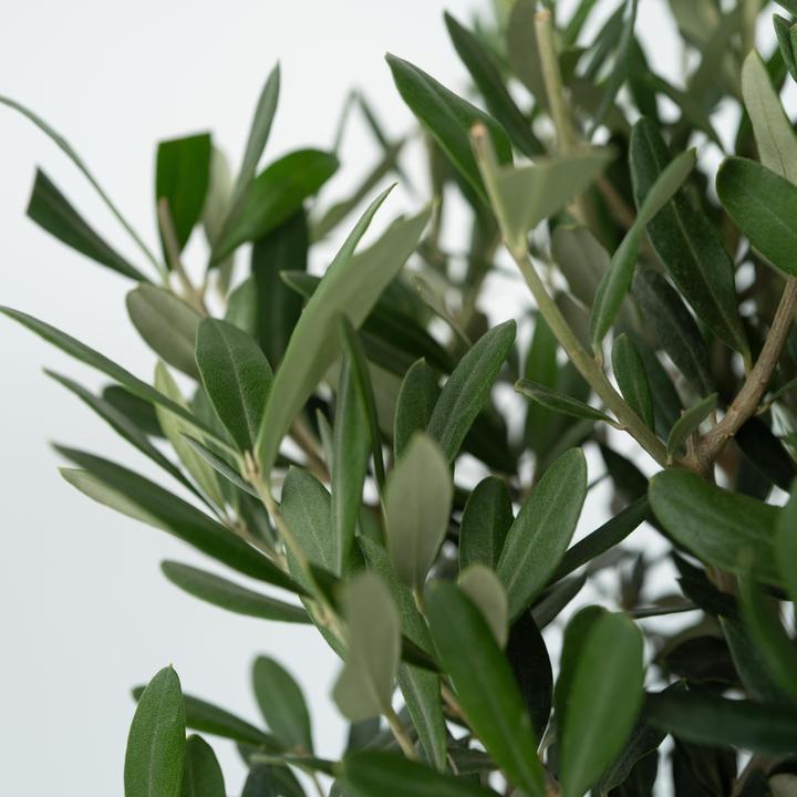 Actual product image Plant in a Box Olea Europaea - Olive tree (100 cm)