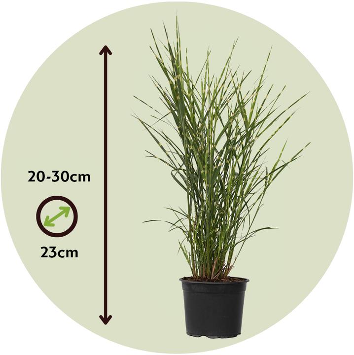 Actual product image Plant in a Box Miscanthus sinensis 'Zebrinus' - Ornamental grass (20 cm)
