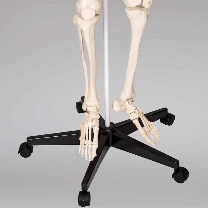 Immagine prodotto tectake Anatomia scheletrica