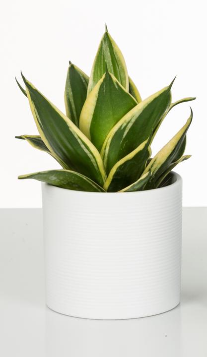 Actual product image Scheurich Flowerpot (33 cm)