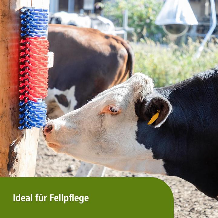 Image du produit Kerbl Brosse à gratter (Cheval)