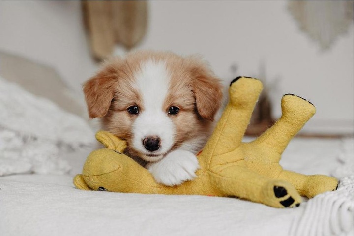 Image du produit Hunter Jouet pour chien Eiby Girafe (Jouet en peluche chien)