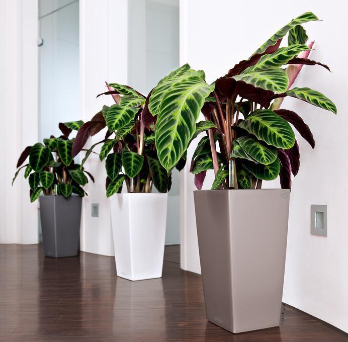 Immagine prodotto Lechuza Colore Cubico (22 cm)