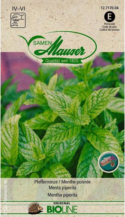 Immagine prodotto Samen Mauser Menta piperita (Semi di erbe)