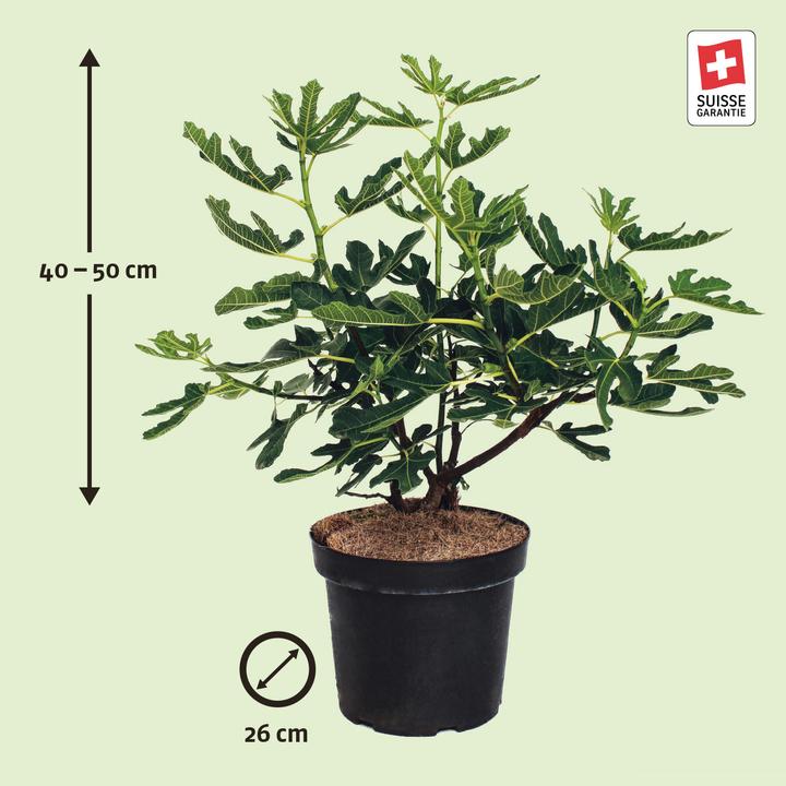 Produktbild Zulauf Feigenbaum / Ficus carica Bergfeige