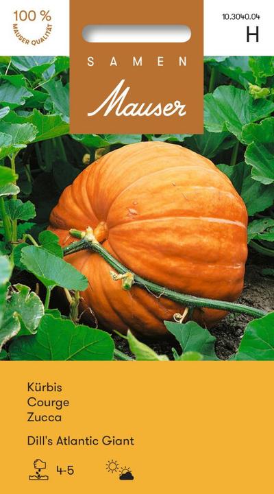 Immagine prodotto Samen Mauser Il gigante atlantico di Pumpkin Dill (Semi di verdura)