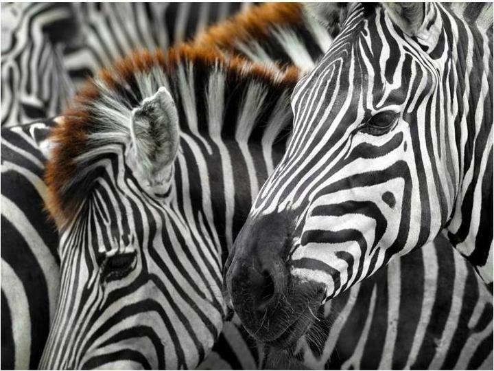 Produktbild Enjoy Puzzle ENJOY-2103 - Zebras, Puzzle, 1000 Teile (1000 Teile)