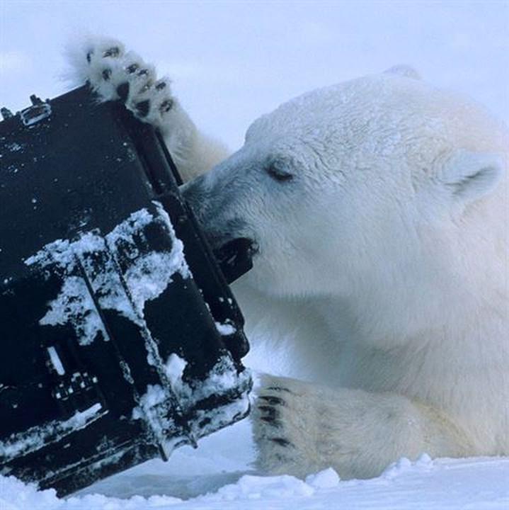 Immagine prodotto Explorer Cases 15416B Custodia nera con schiuma (93 l)