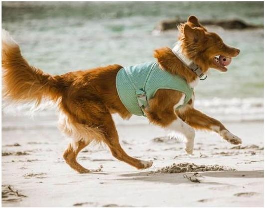 Produktbild Hurtta Cooling Wrap aquamarine (XXL, Hundemantel)