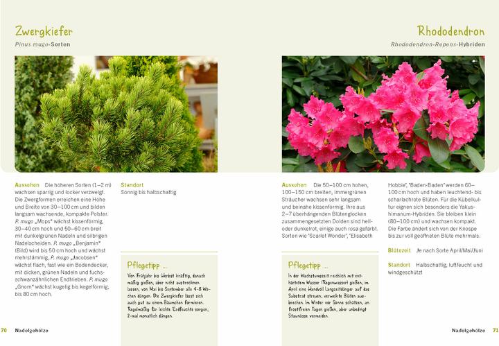 Immagine prodotto Der immergrüne Balkon. Ganzjährig gestalten mit winterharten Pflanzen (Tedesco, Ursula Kopp, 2024)