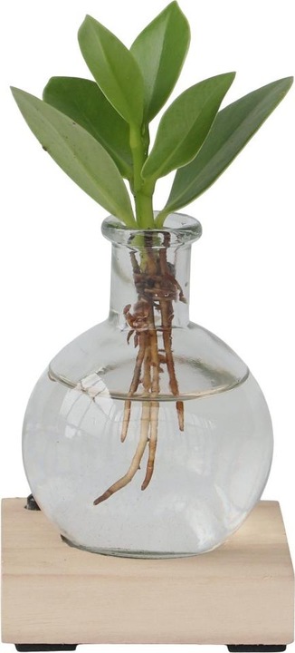 Actual product image Plant in a Box Clusia rosea Princess (20 cm)
