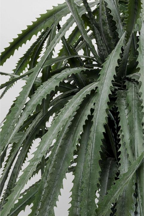 Immagine prodotto Kare Design Deko Pflanze Dragon Tree 155cm (155 cm)