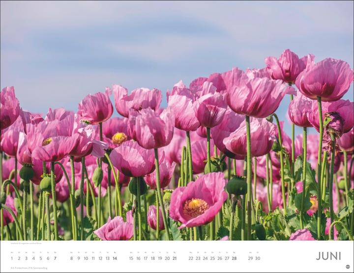 Immagine prodotto Blütenmeer Posterkalender 2026 (44 x 34 cm)