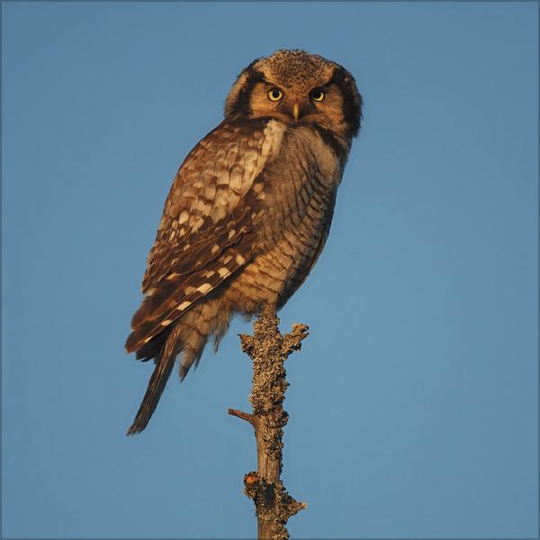 Produktbild Eulen 2026 (30 x 30 cm)