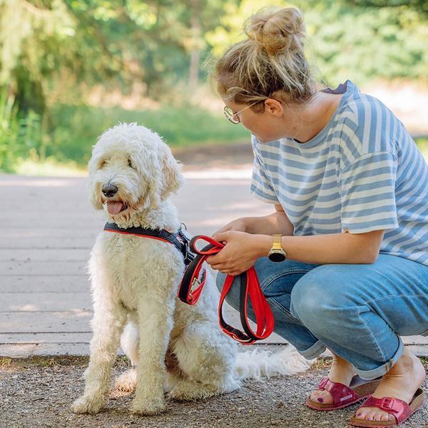 Immagine prodotto Nobby Imbracatura norvegese a rete Prenota (L, Cane, Generale)