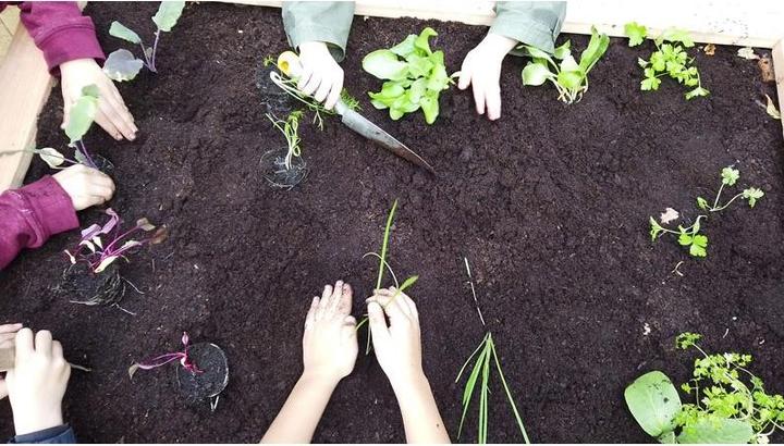 Actual product image Will Up My first vegetable garden, starter kit