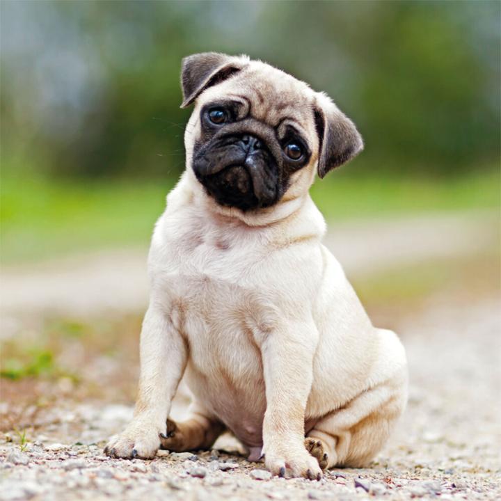 Produktbild Möpse 2023