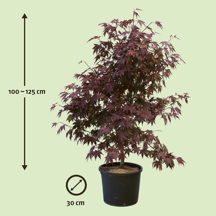 Actual product image Zulauf Japanese maple (125 cm)