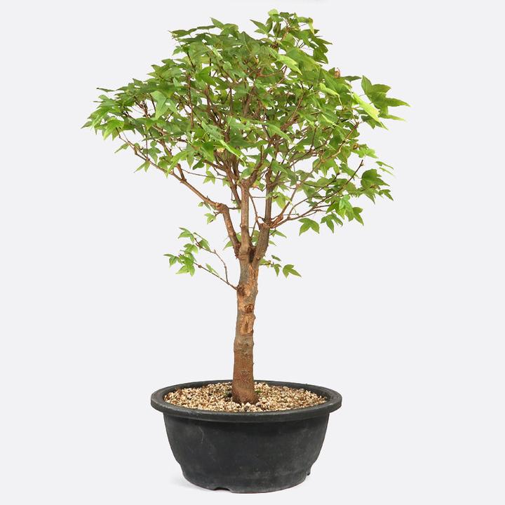Image du produit Bonsai.ch Acer buergerianum Érable à trois pointes cm (23 cm)