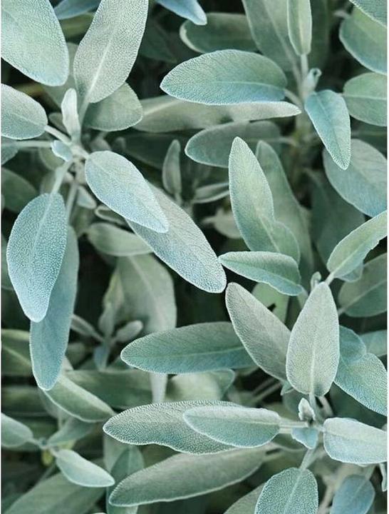 Immagine prodotto Rausch Maschera curativa lucentezza argentea alla salvia (100 ml)