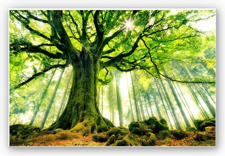 Image du produit Trenddeko Kiciak - La forêt des contes de fées (30 x 20 cm)