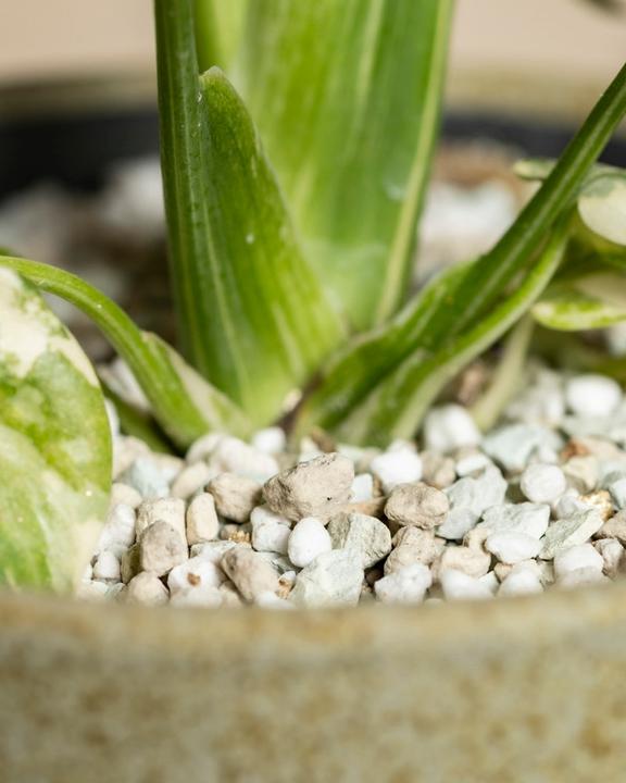 Produktbild feey Monstera 'Thai Constellation' (30 cm)