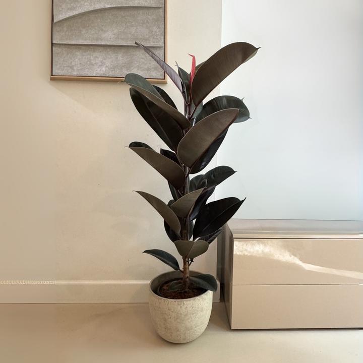 Immagine prodotto Plant in a Box Ficus Elastica Abidjan - Albero della gomma (80 cm)