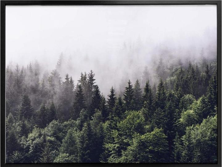 Produktbild Trenddeko Nebliger Wald (40 x 30 cm)