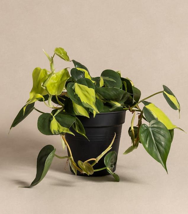 Image du produit feey Philodendron scandens Brasil (15 cm, Fraîchement rempotés)
