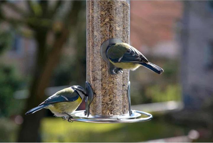 Actual product image Dobar Food dispenser