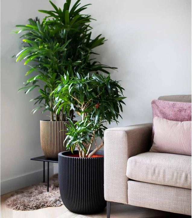 Produktbild Capi Morgan (35 x 34 cm)