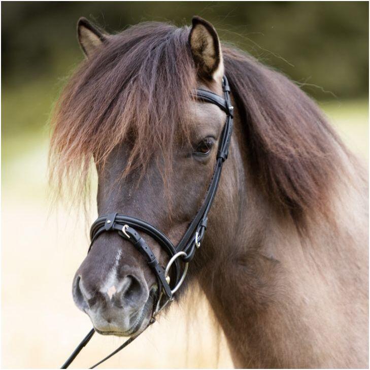 Thumbnail - Kavalkade, Zaumzeug