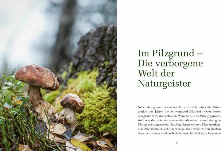 Produktbild Die Magie des Waldes (Deutsch, Valentin Kirschgruber, 2018)