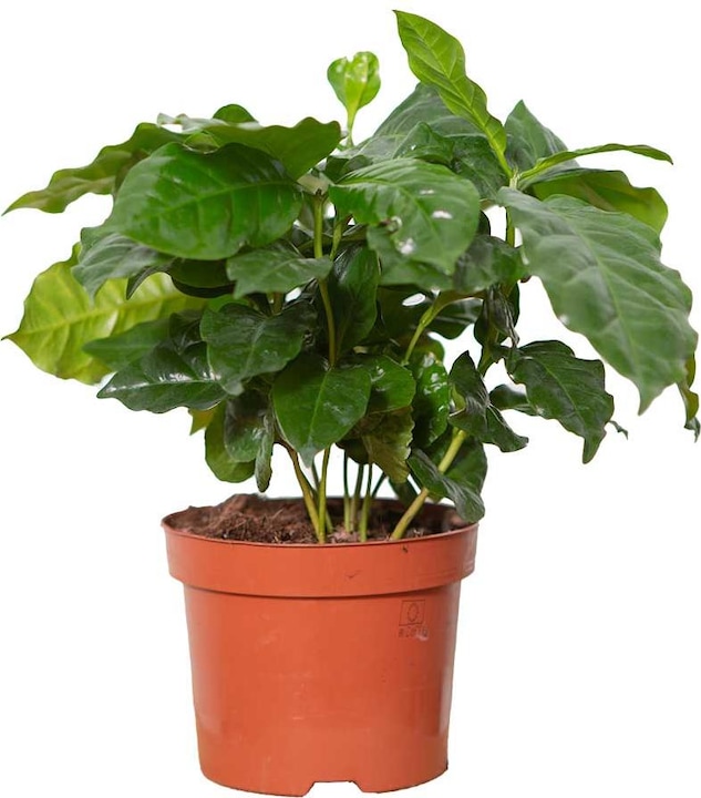 Actual product image VEG and the City Afra (Coffee bush Coffea) (30 cm)
