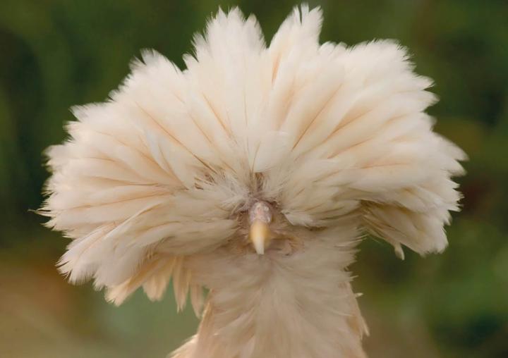 Produktbild Postkartenblock Hühner (1 Stk.)