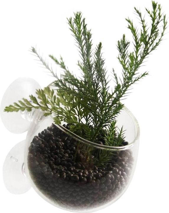 Produktbild EBI Aqua Della Plant Cup Glass (Dekoration, sonstige Gegenstände)