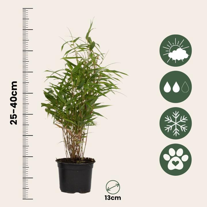 Actual product image Plant in a Box Fargesia rufa - 6er Set Schirmbambus (25 cm)
