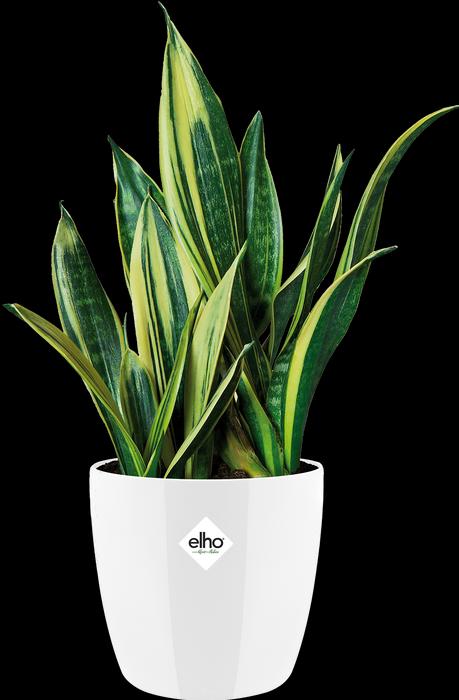 Produktbild Elho Brussels (16 cm)