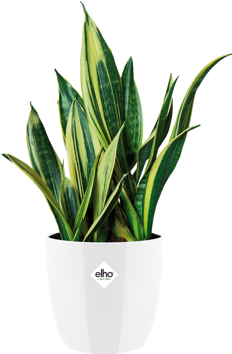 Produktbild Elho Brussels (16 cm)