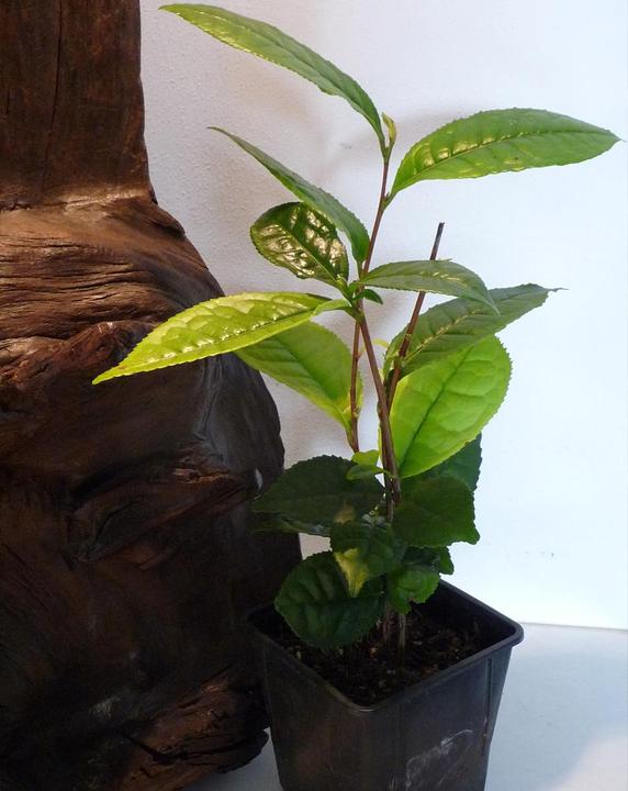 Immagine prodotto Tropica Echter Teestrauch Camelia sinensis var. sinensis