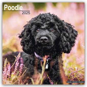 Actual product image Avonside Publishing Ltd:Poodle - Poodle (305 x 305 mm, Hardcover, German)
