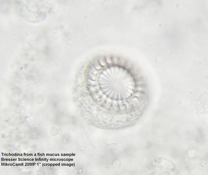 Produktbild Bresser Optik Science Durchlichtmikroskop Trinokular 1000 x Durchlicht