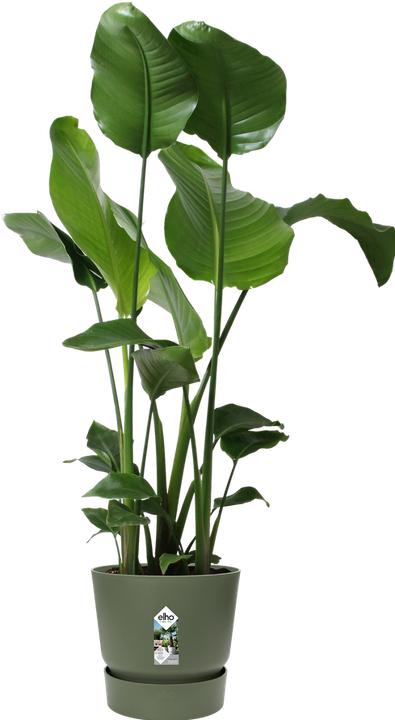Produktbild Elho Greenville (29.50 cm)