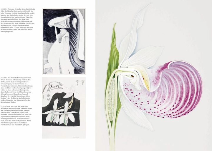 Actual product image Orchideen (German, Sandra Knapp, 2022)