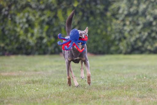 Immagine prodotto Beeztees Polpo Amy (Cane di peluche)