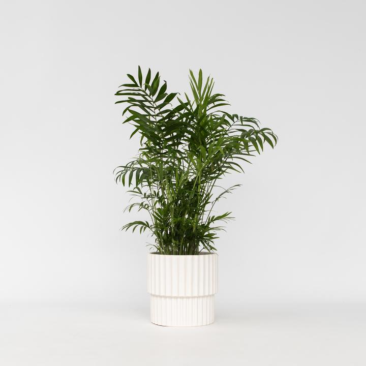 Actual product image Plant in a Box Chamaedorea elegans - Mountain Palm (50 cm)