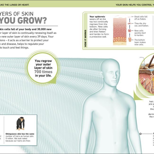 Produktbild It Can't Be True! Human Body! (Englisch, 2021)