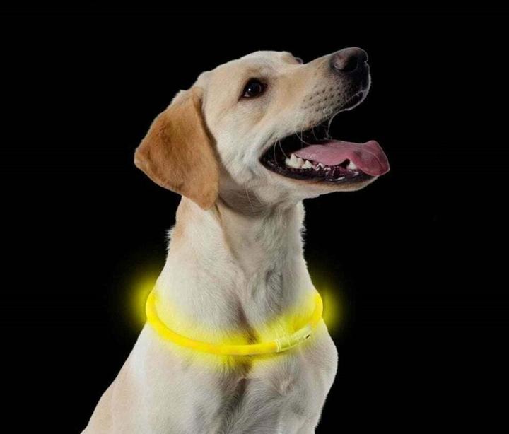 Immagine prodotto Ancol Collare per cani con lampada a LED (1, Cane)