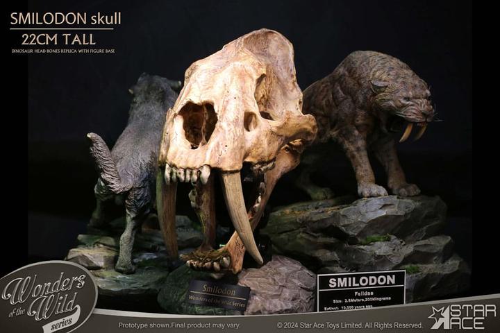 Produktbild Star Ace Toys Wonders of the Wild Series Statue Smilodon Skull Fossil 22 cm
